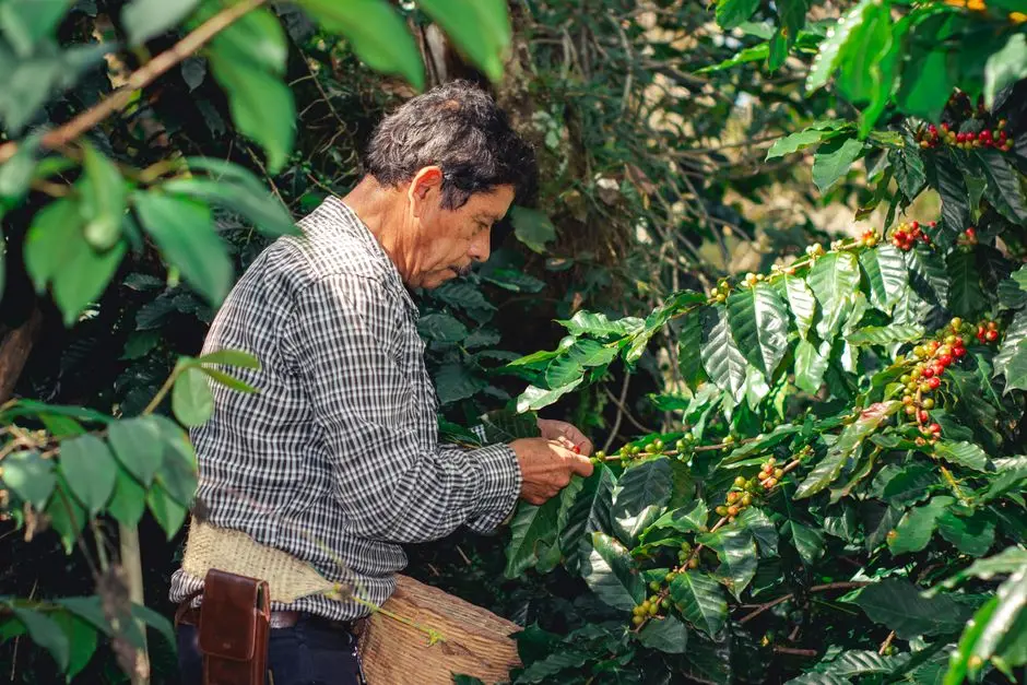 perkebunan kopi tradisional Padangsidempuan